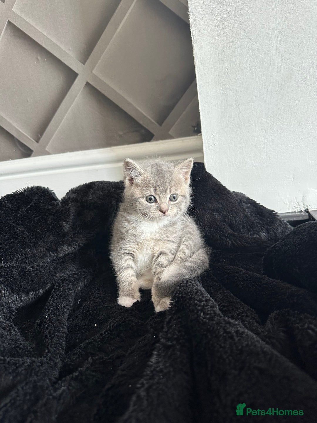 Mixed Breed cats for sale: All ready for there forever homes  - Image 4