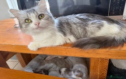 Mixed Breed cats for sale: Cats for sale - Image 2