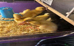 Ducks poultry for sale: Indian runner ducklings  - Image 4