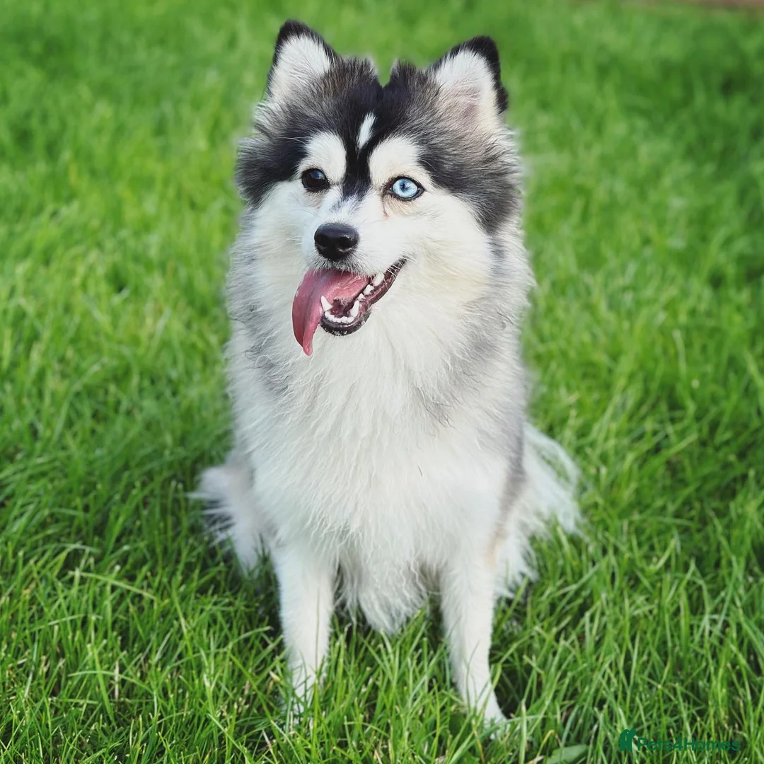 Pomsky dogs for sale: F3 Pomsky Puppies - ready now :)  - Advert 15