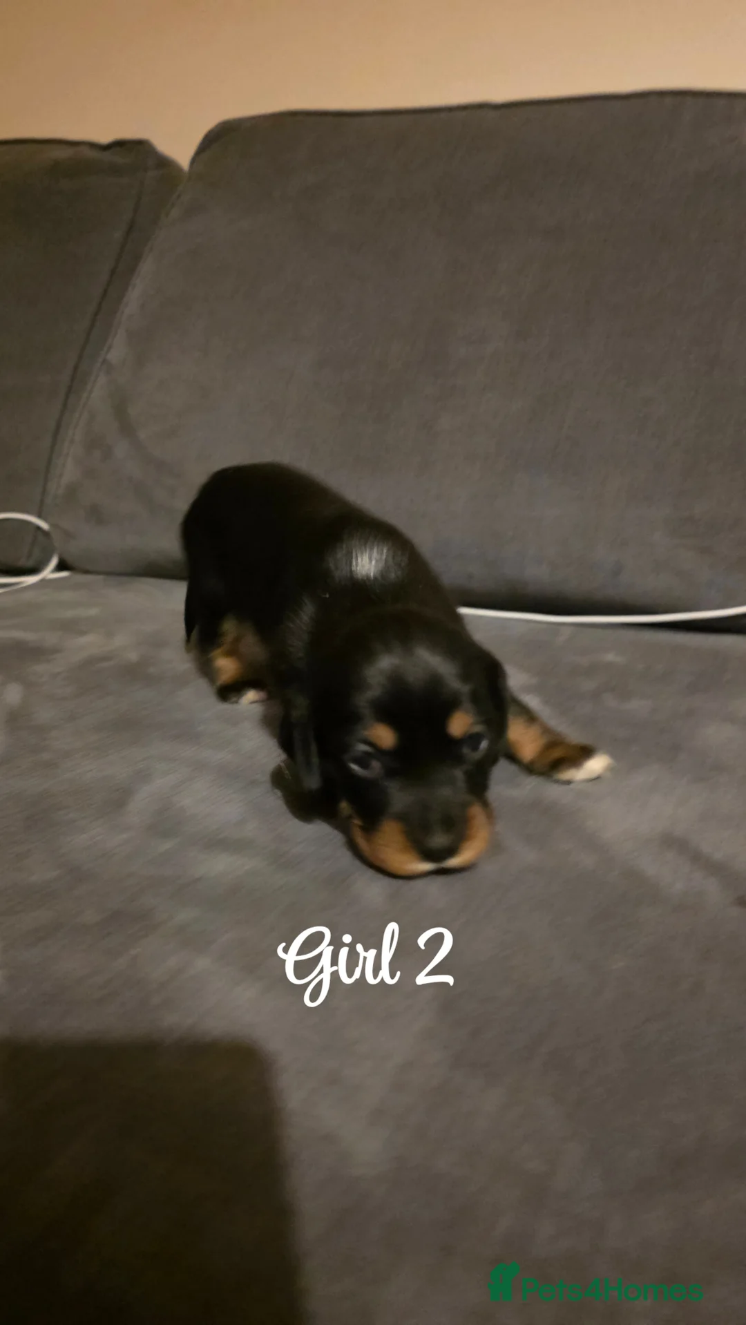 Mixed Breed dogs for sale: Beautiful Cocker x Collie pups - Advert 17