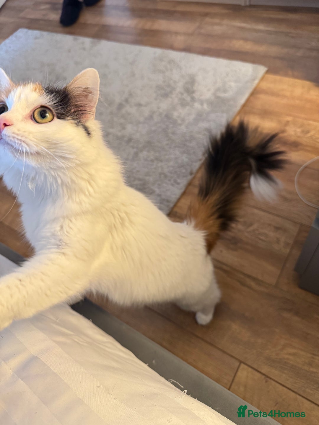 Mixed Breed cats for sale: Beautiful Calico Long-Haired Indoor Cat - Advert 3