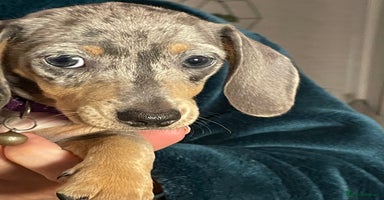 Dachshund dogs - Advert 14
