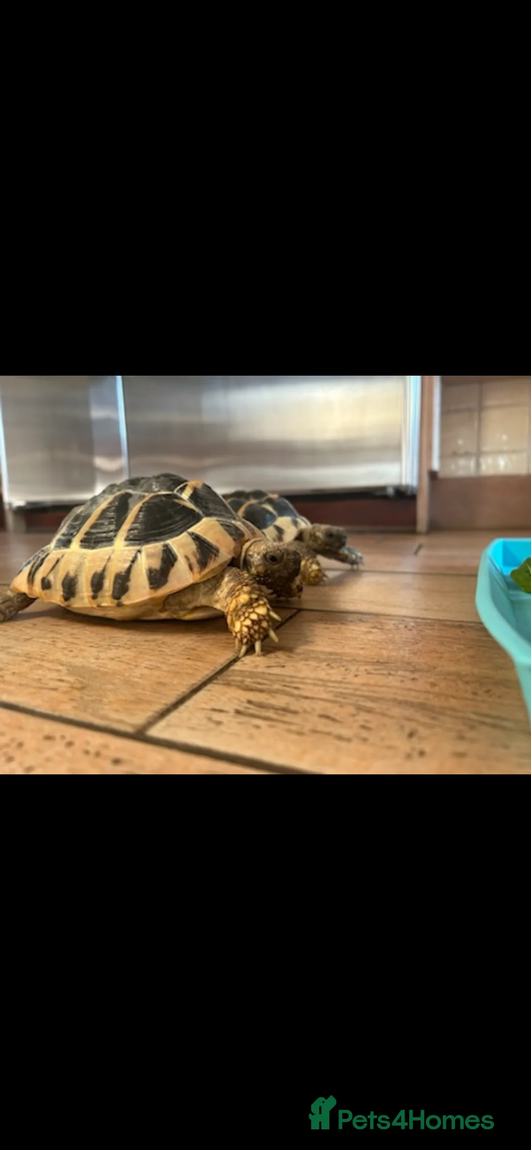 Hermann Tortoise reptiles for sale: Two lovely tortoises looking for their next home in Leatherhead - Advert 2