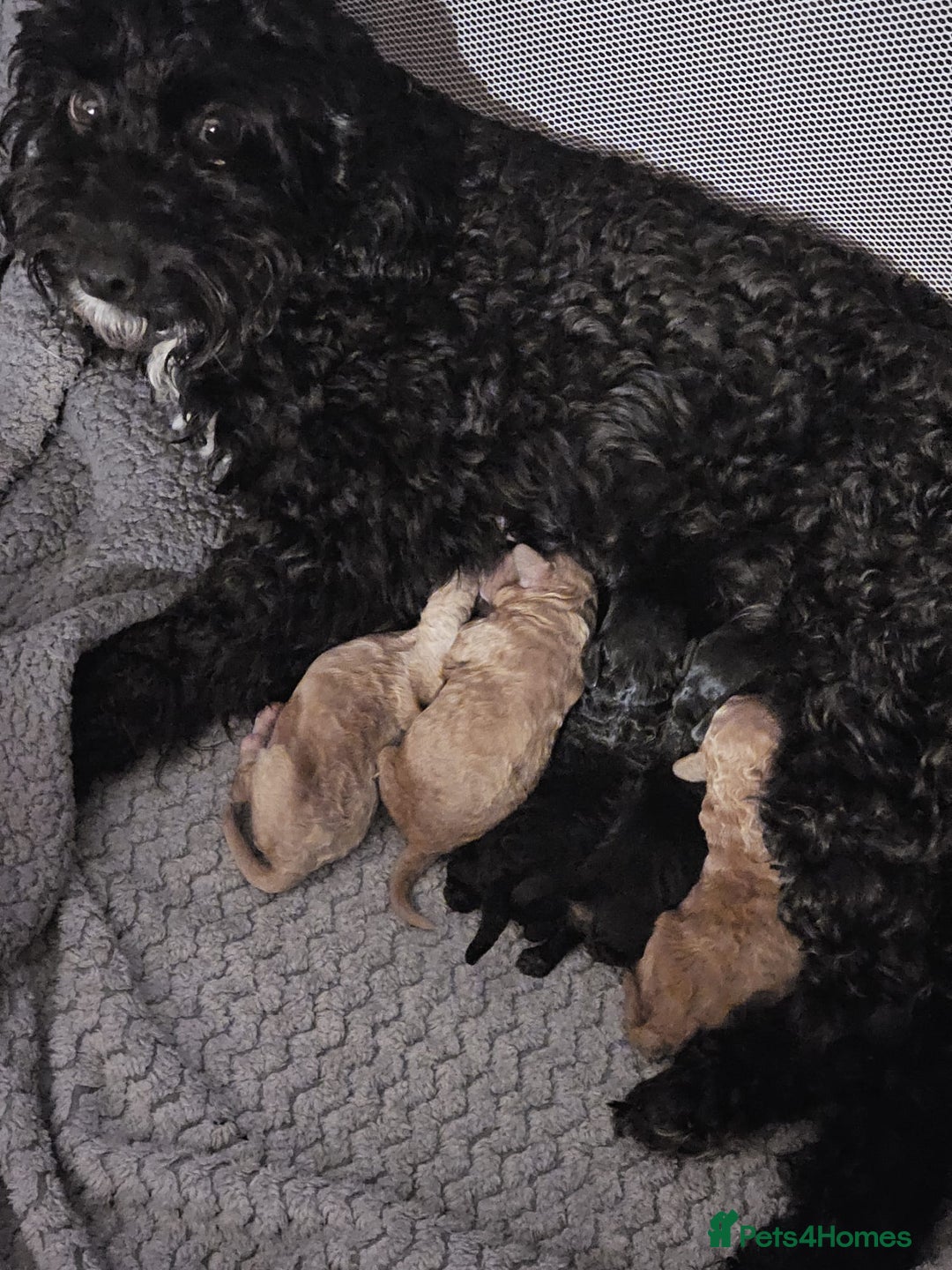 Cockapoo dogs for sale: Cockerpoo Puppies for sale - F1B - Advert 11