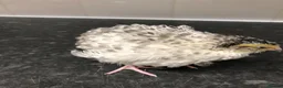 Mixed Breed birds for sale: 5 quail chicks  in Manchester - Advert 20