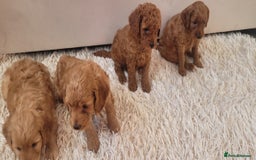 Cockapoo dogs for sale: 2nd generation cockapoo pups - Image 22