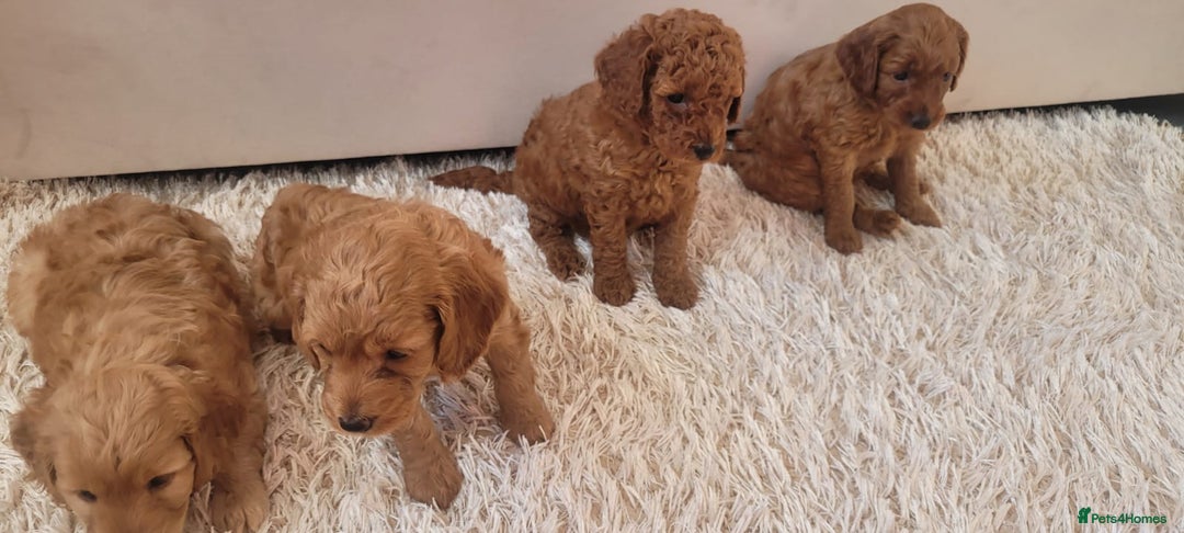 Cockapoo dogs for sale: 2nd generation cockapoo pups - Image 22