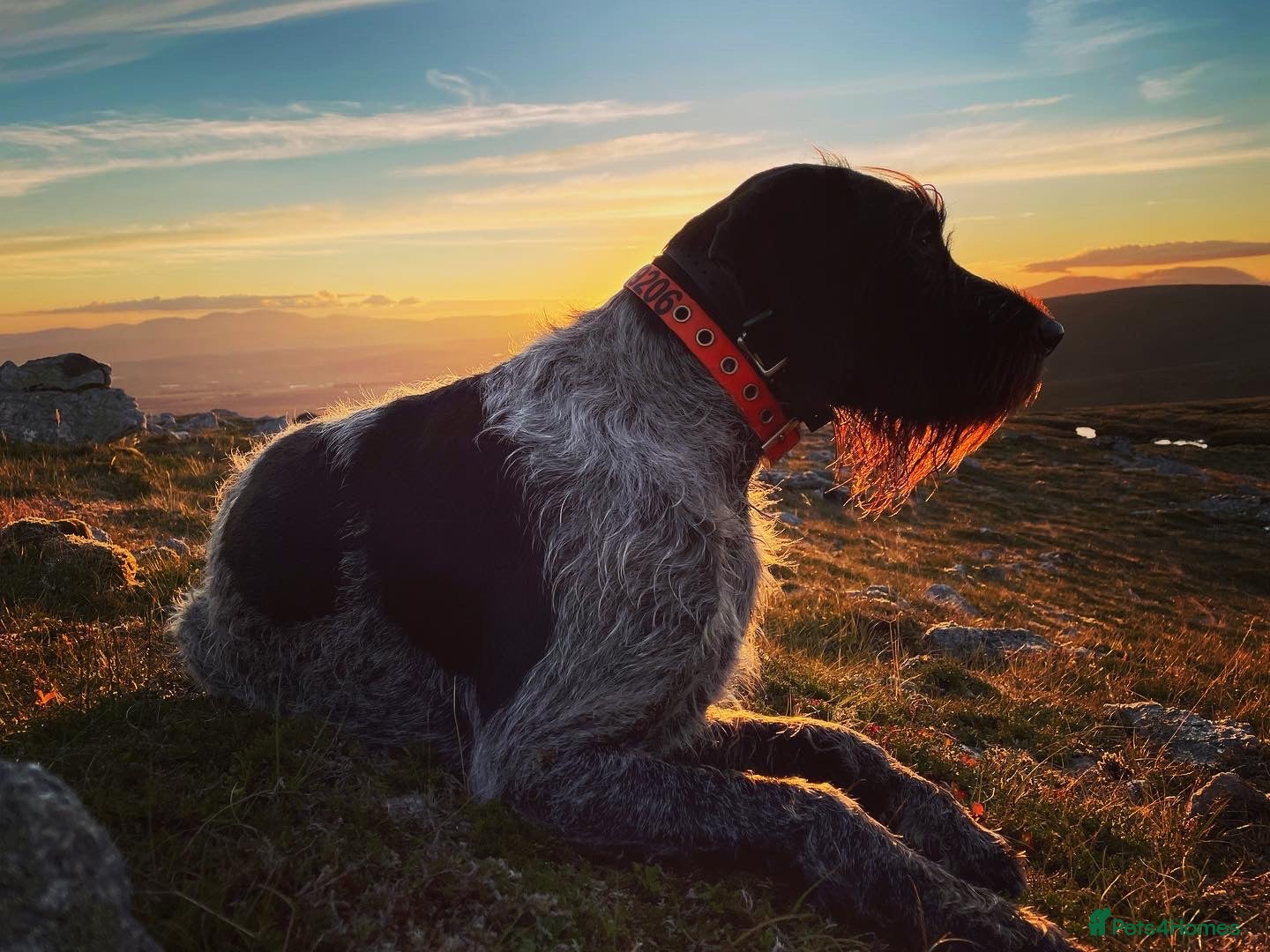 German Wirehaired Pointer dogs Fantastic Pedigree GWP pups for sale - Advert 1