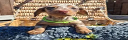 Dachshund dogs for sale: Minature Dachshund pups - Advert 14