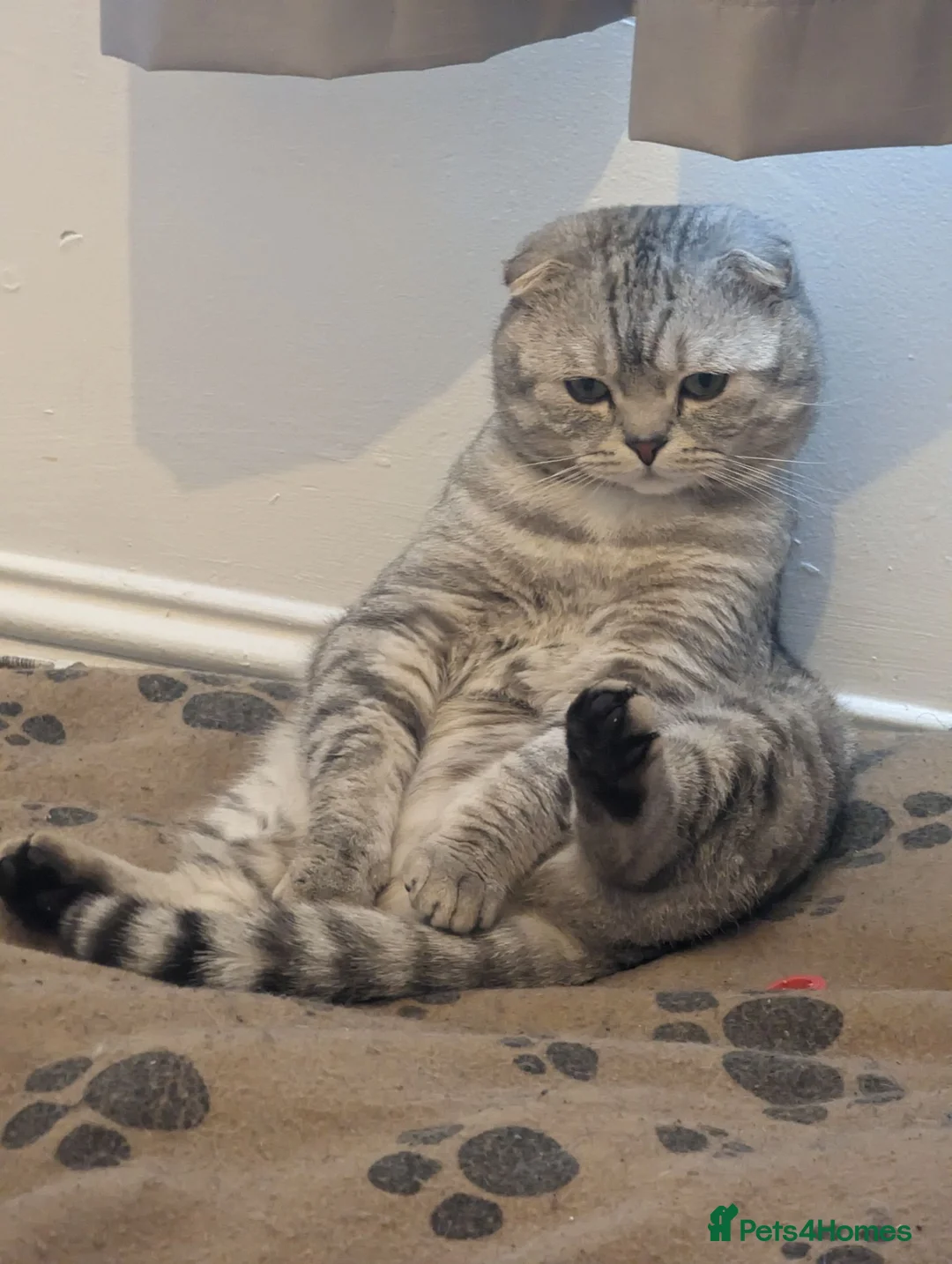 Scottish Fold cats for stud: Scottish Fold Stud - Advert 2