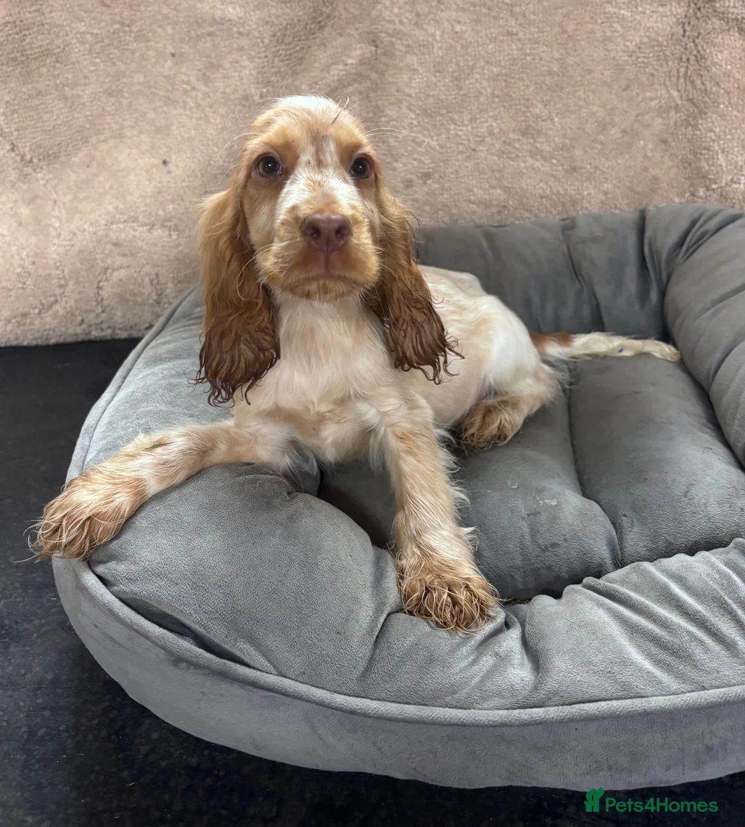 Cocker Spaniel dogs for sale: Adorable little show cocker spaniel pups  - Advert 24