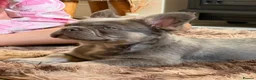 French Bulldog dogs for sale: Fluffy French Bulldog - Advert 5