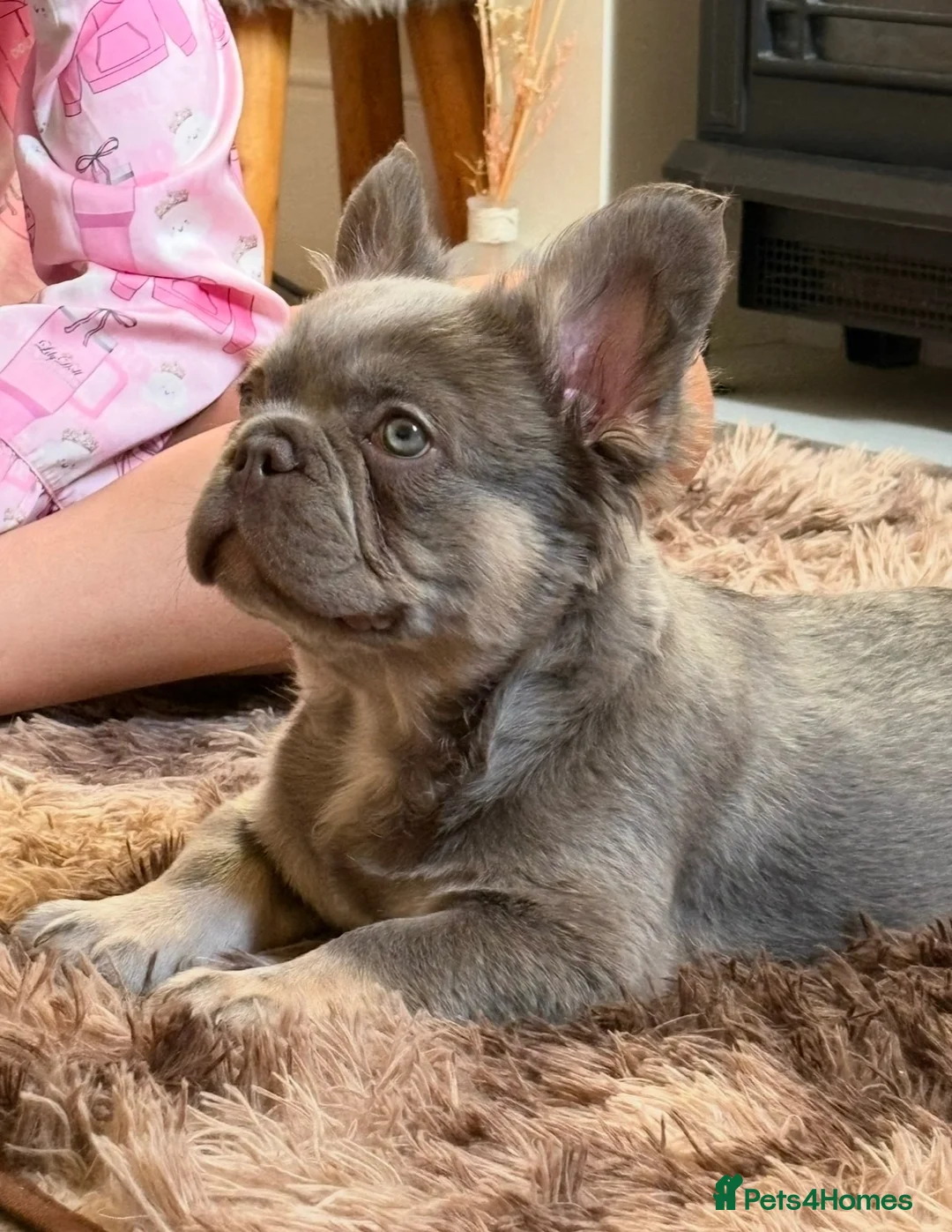 French Bulldog dogs for sale: Fluffy French Bulldog - Advert 5