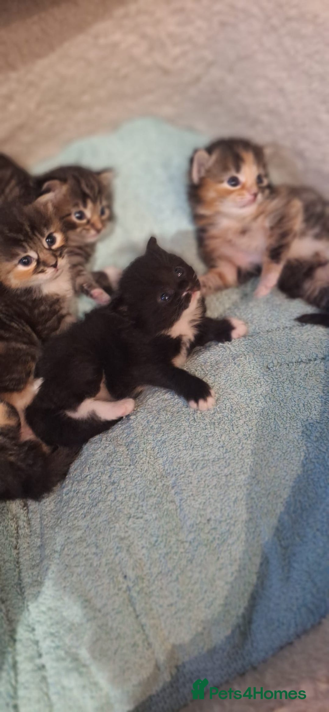Norwegian Forest Cat cats for sale: Norwegian Forest kittens for sale - Image 12