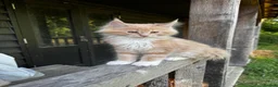 Maine Coon cats for sale: Stunning XL Maine Coon Kittens - Advert 15