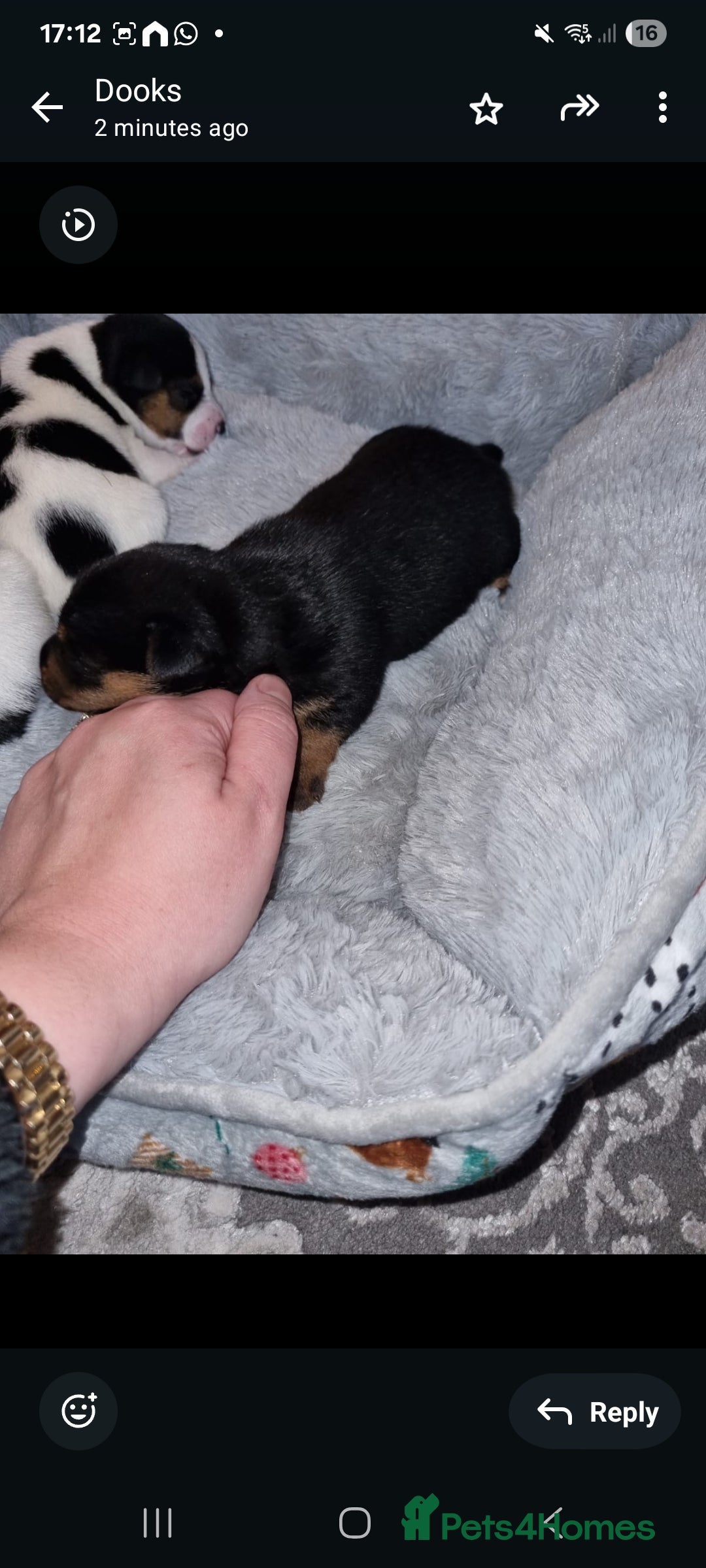 Jack Russell dogs for sale: Jack Russell Pups - Advert 9