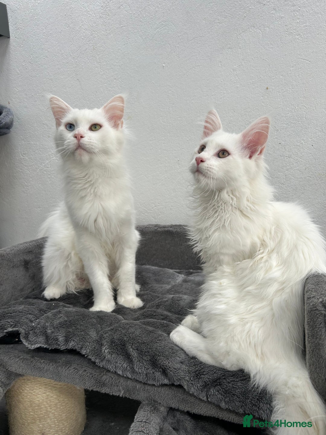 Maine Coon cats for sale: Pedigree TICA Reg Mine coon kittens  - Image 22