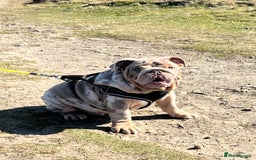 English Bulldog dogs for sale: English Bulldog 9 months old  - Image 5