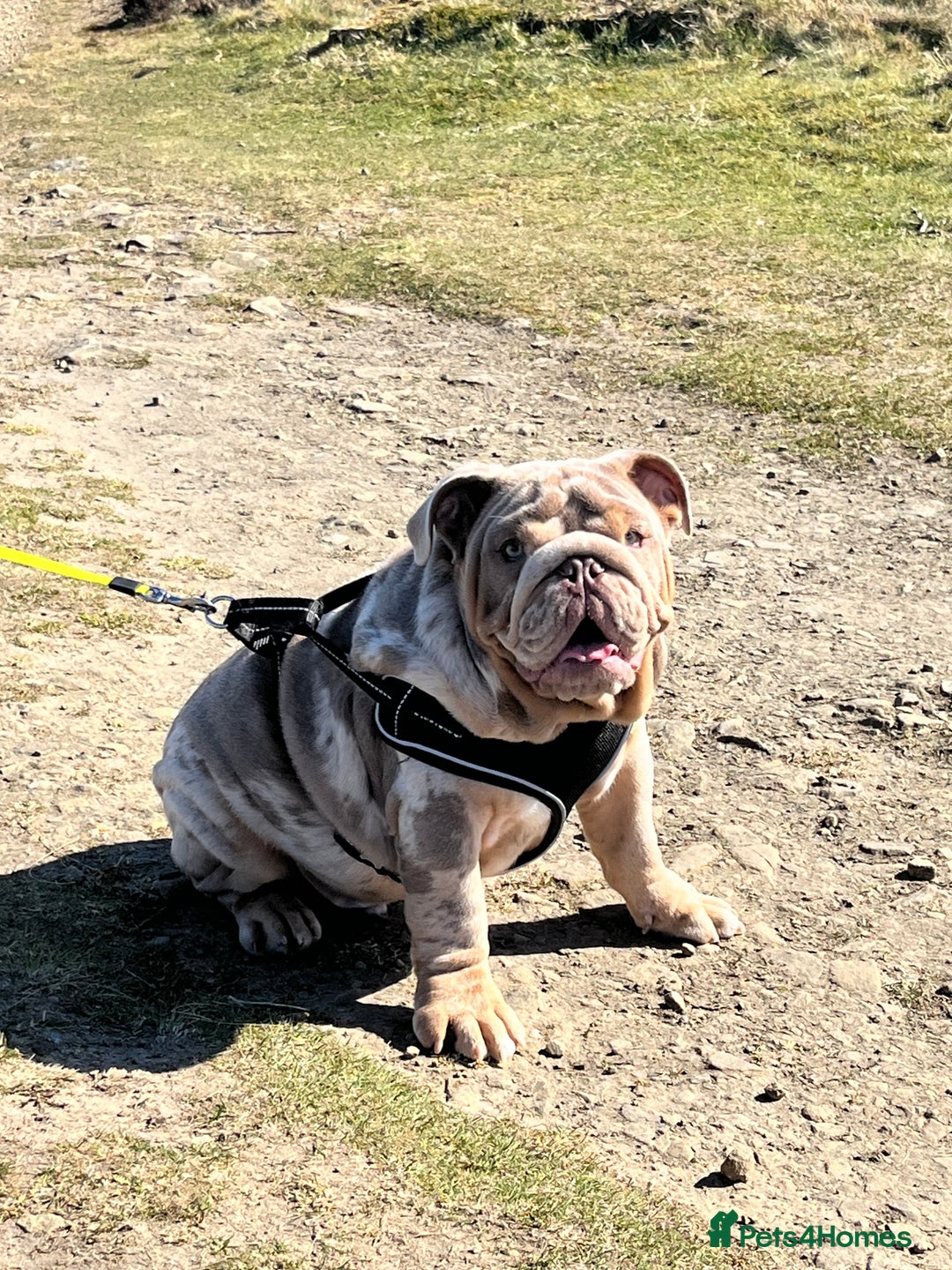 English Bulldog dogs for sale: English Bulldog 9 months old  - Image 5