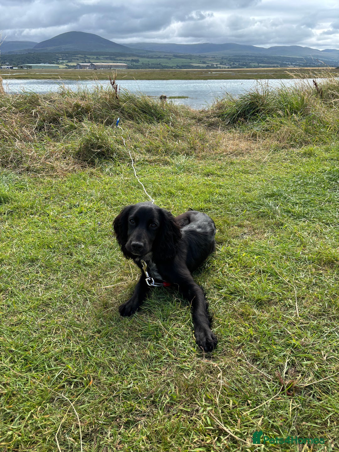 Cocker Spaniel dogs for sale: Male cocker spaniel - Advert 3