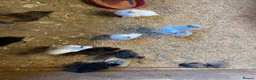 Chickens poultry for sale: Lots of Silkies available  in many ages - Advert 6