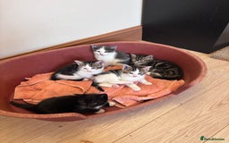 Mixed Breed cats for sale: Kittens seeking 5⭐️ forever homes - Image 16