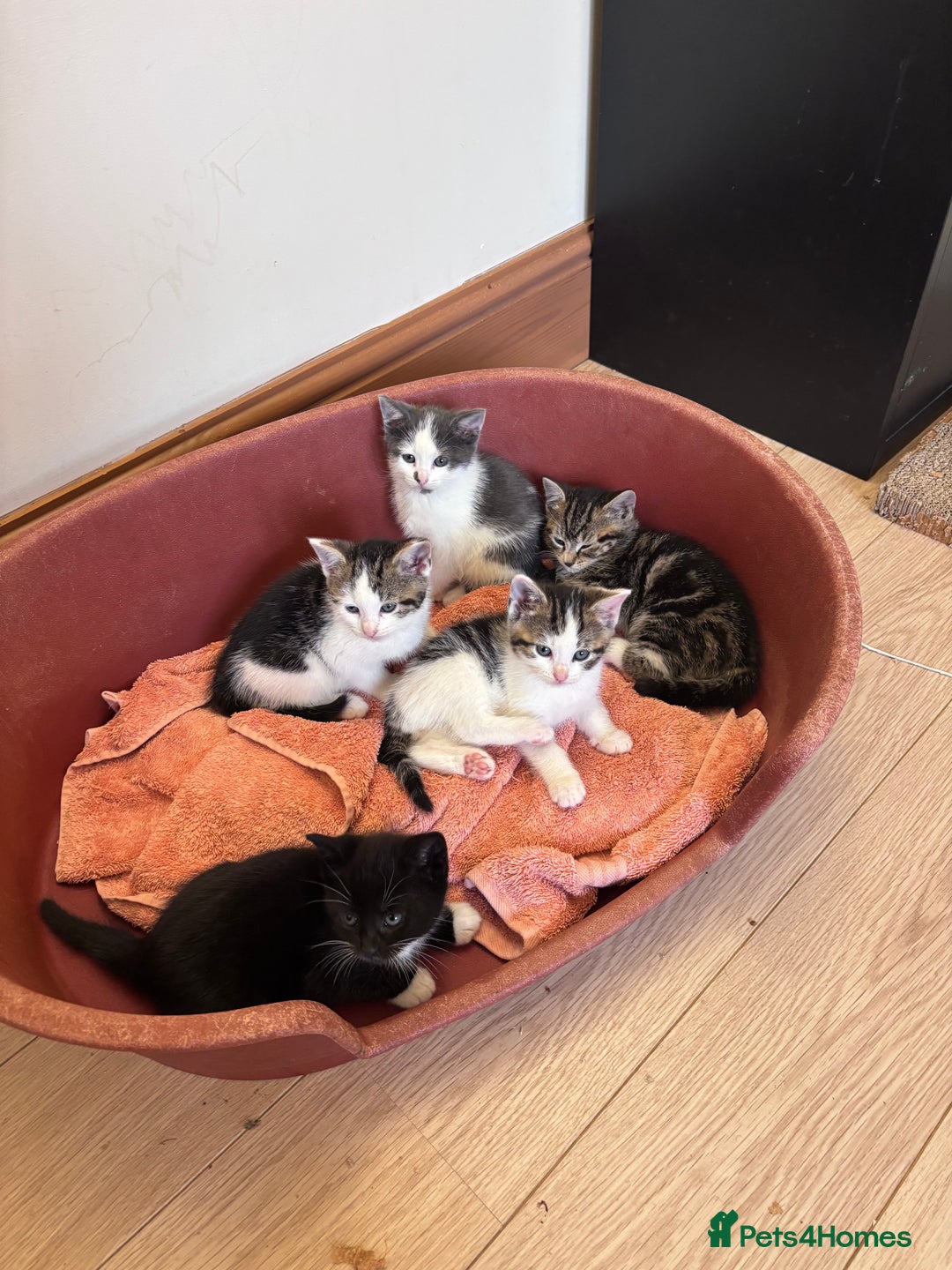 Mixed Breed cats for sale: Kittens seeking 5⭐️ forever homes - Image 16