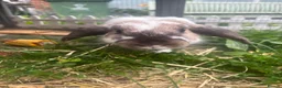 Mini Lop rabbits for sale: Rabbit  in Liverpool - Advert 3