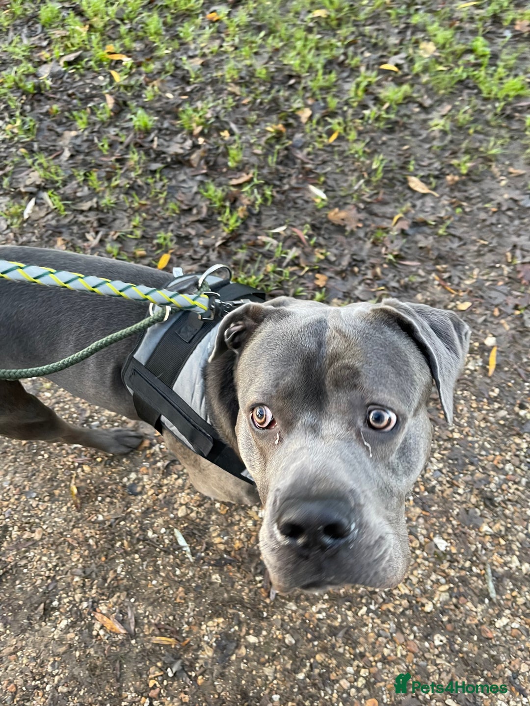 Cane Corso dogs for sale: Tyson  - Advert 3