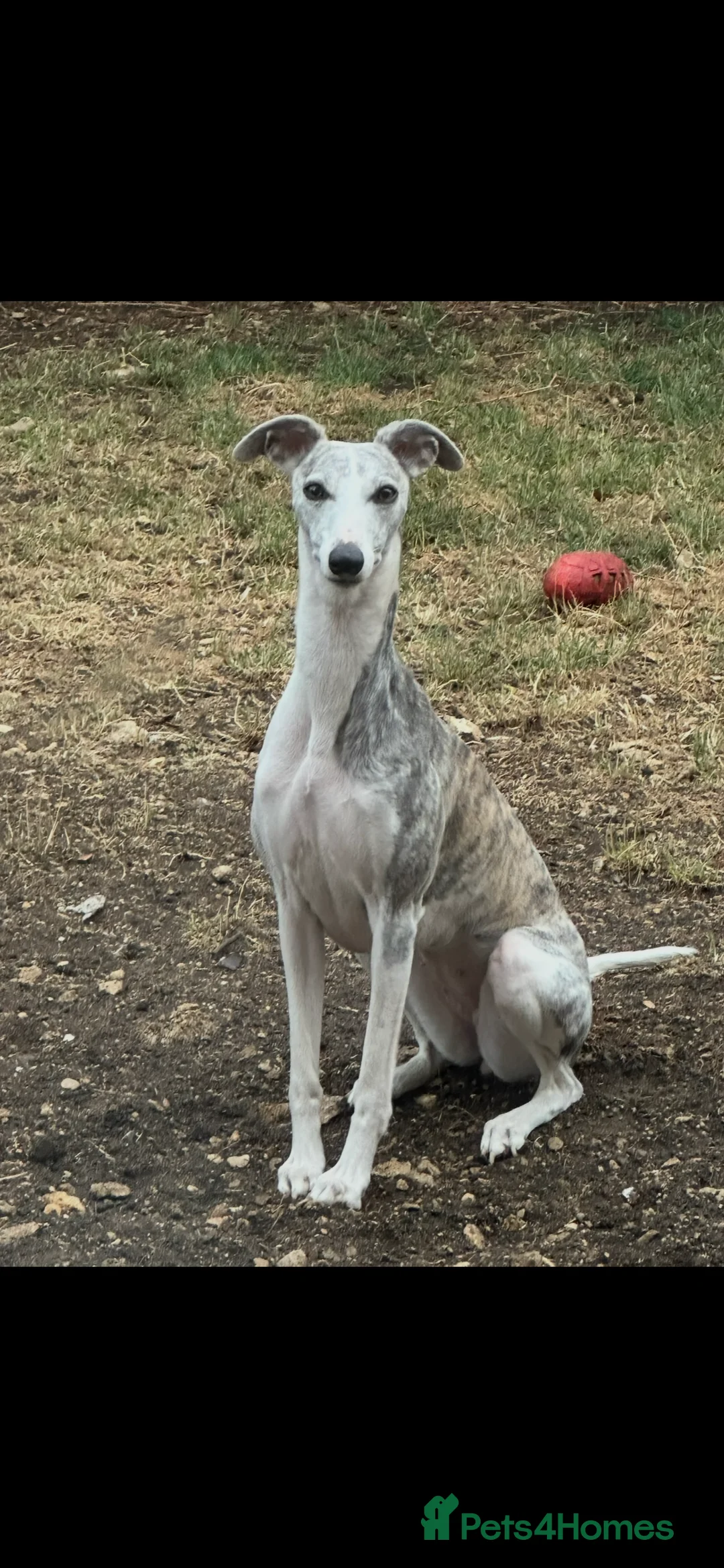 Whippet dogs for sale: STUNNING KC REGISTERED PUPS - Advert 5