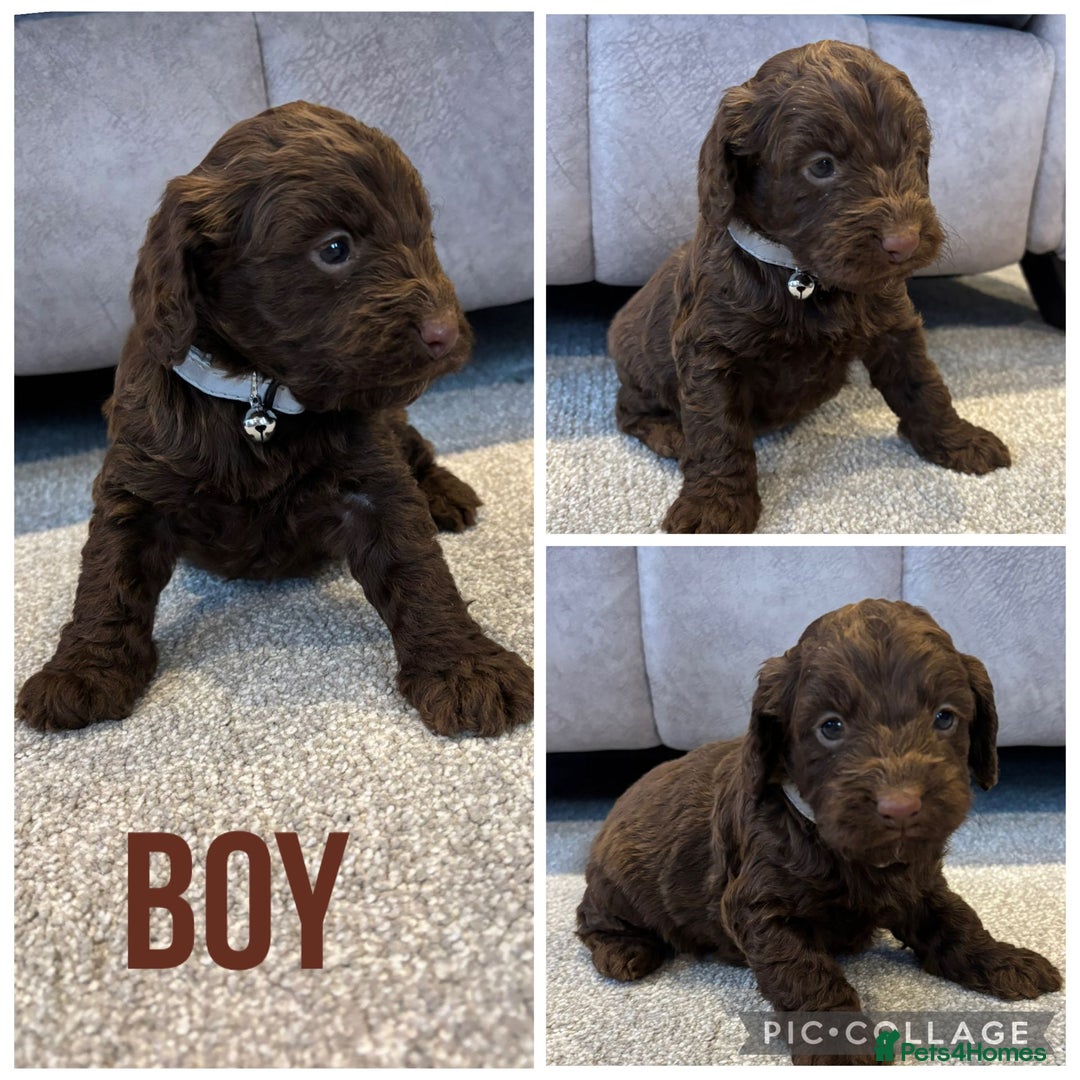 Cockapoo dogs for sale: Six stunning cockapoo puppies - Advert 2