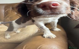 Sprocker dogs for sale: 8 glorious sprocker pups  - Image 27