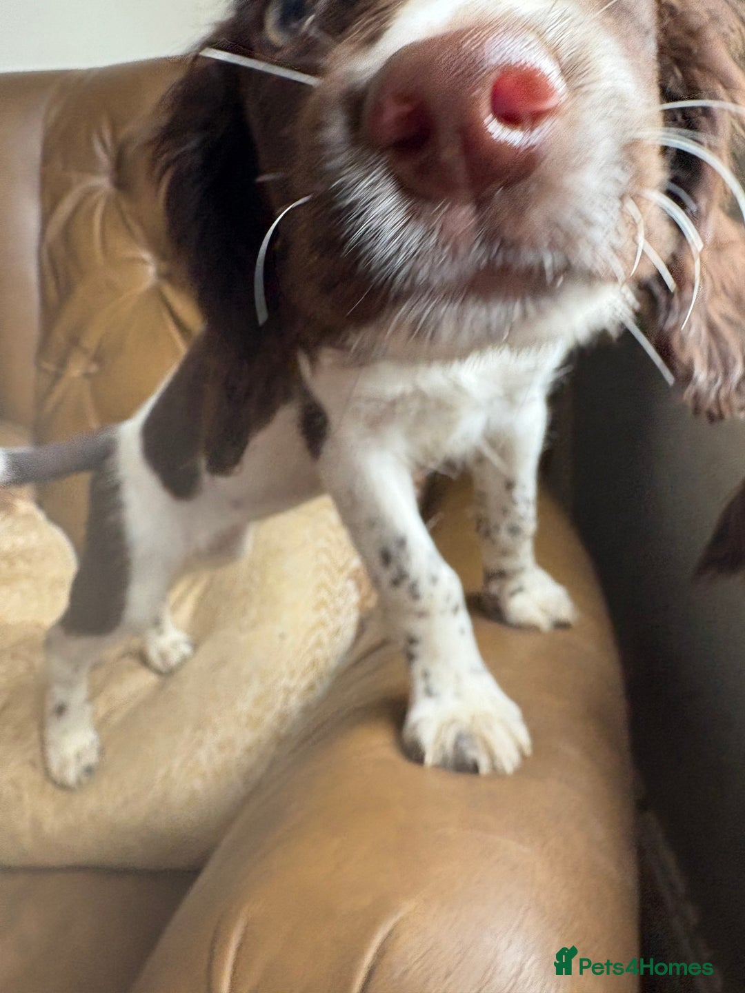 Sprocker dogs for sale: 8 glorious sprocker pups  - Image 27