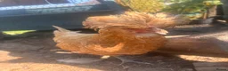 Chickens poultry for sale: Hens, different breeds downsizing flock in Romsey - Advert 12