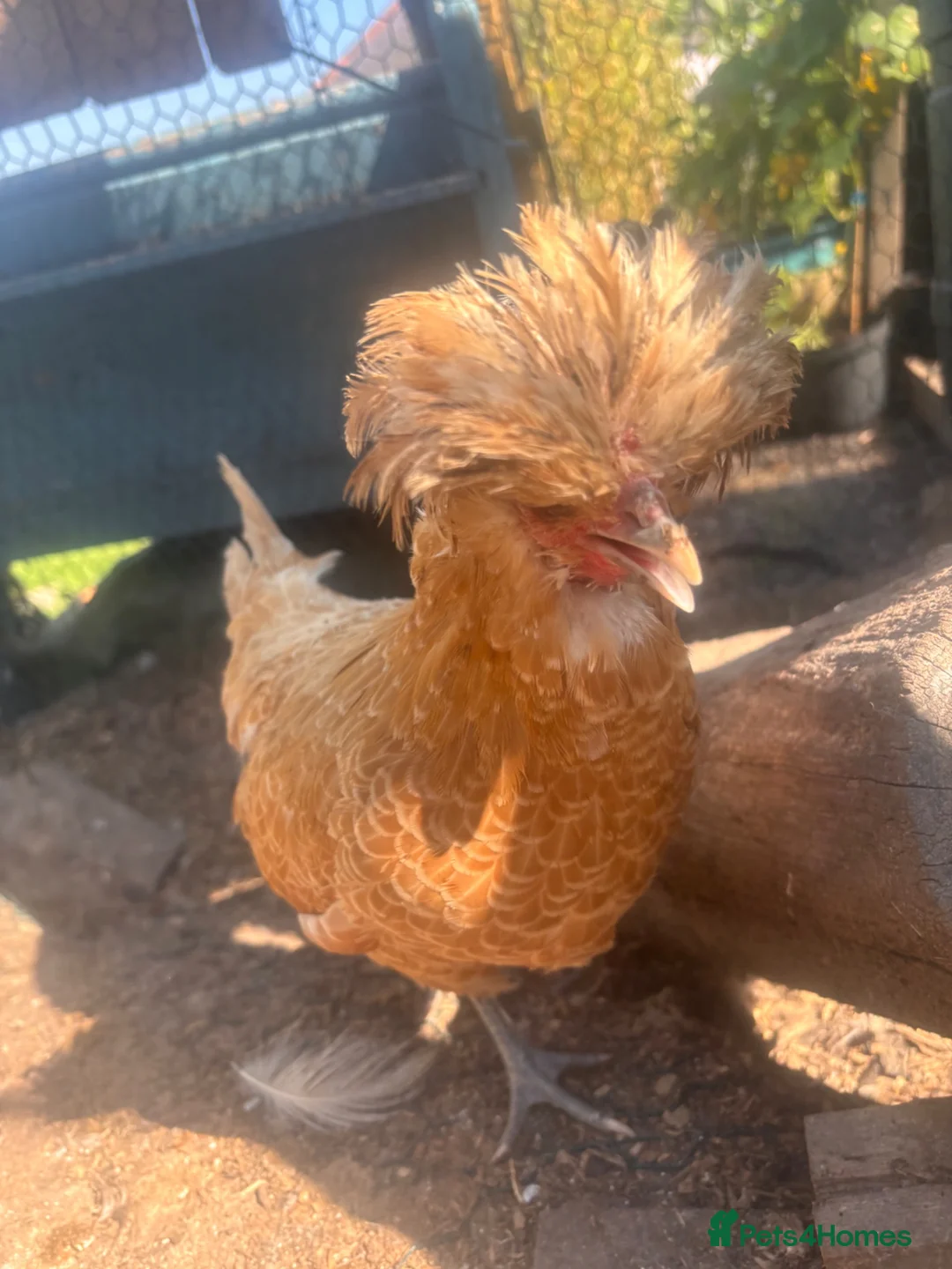 Chickens poultry for sale: Hens, different breeds downsizing flock in Romsey - Advert 12