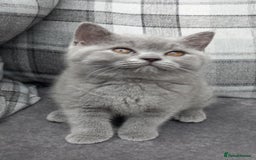 British Shorthair cats for sale: 100% Pedigree British Shorthair Kittens - Image 3