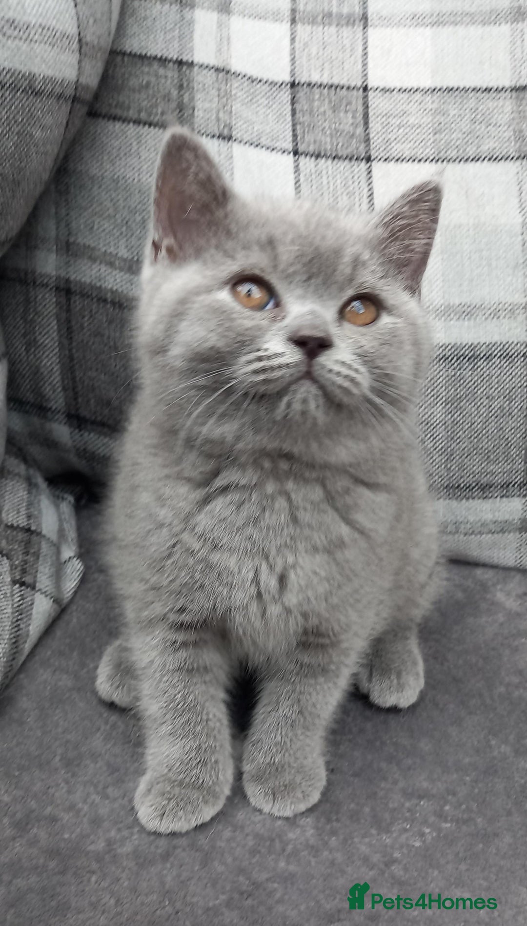 British Shorthair cats for sale: 100% Pedigree British Shorthair Kittens - Image 3