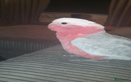 Cockatoo birds for sale: Galah cockatoo  - Image 3