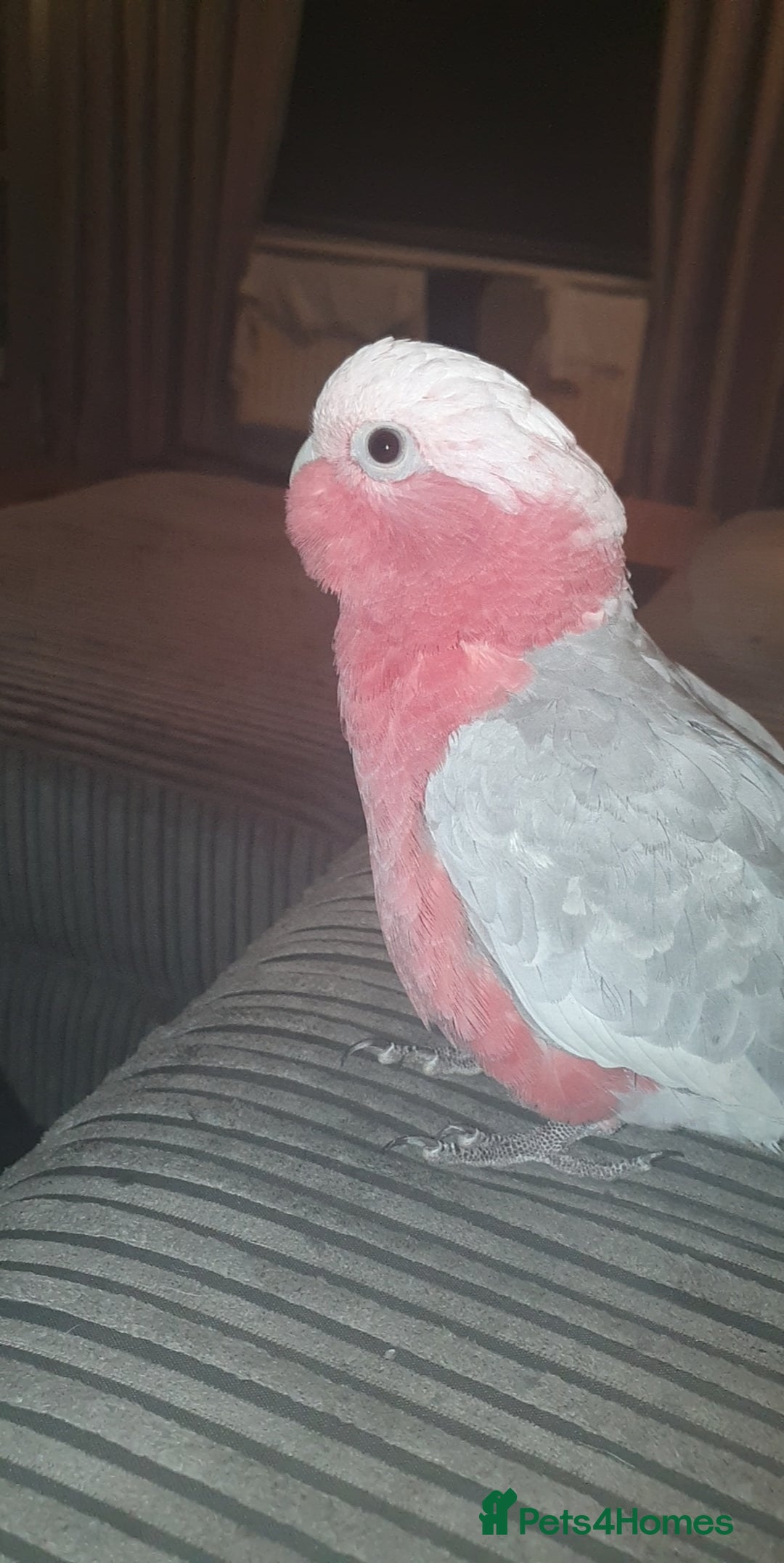 Cockatoo birds for sale: Galah cockatoo  - Image 3