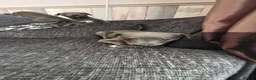 Whippet dogs for sale: Beautiful all blue litter whippet puppies  - Advert 15