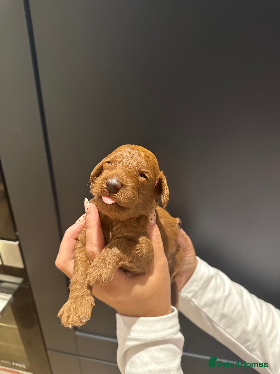 Miniature Poodle dogs for sale: Red Miniature Poodles  - Image 5