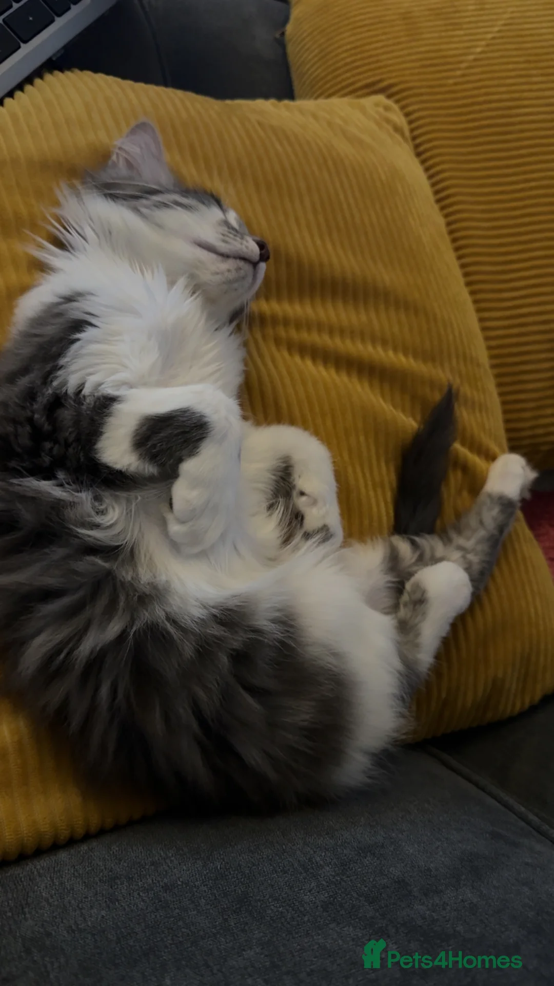 Mixed Breed cats for sale: Loving Gorgeous Male Kitten - Advert 6