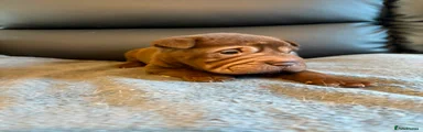 Shar Pei 5