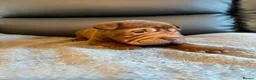 Shar Pei dogs for sale: Ready to leave now! Beautiful KC registered  - Advert 2