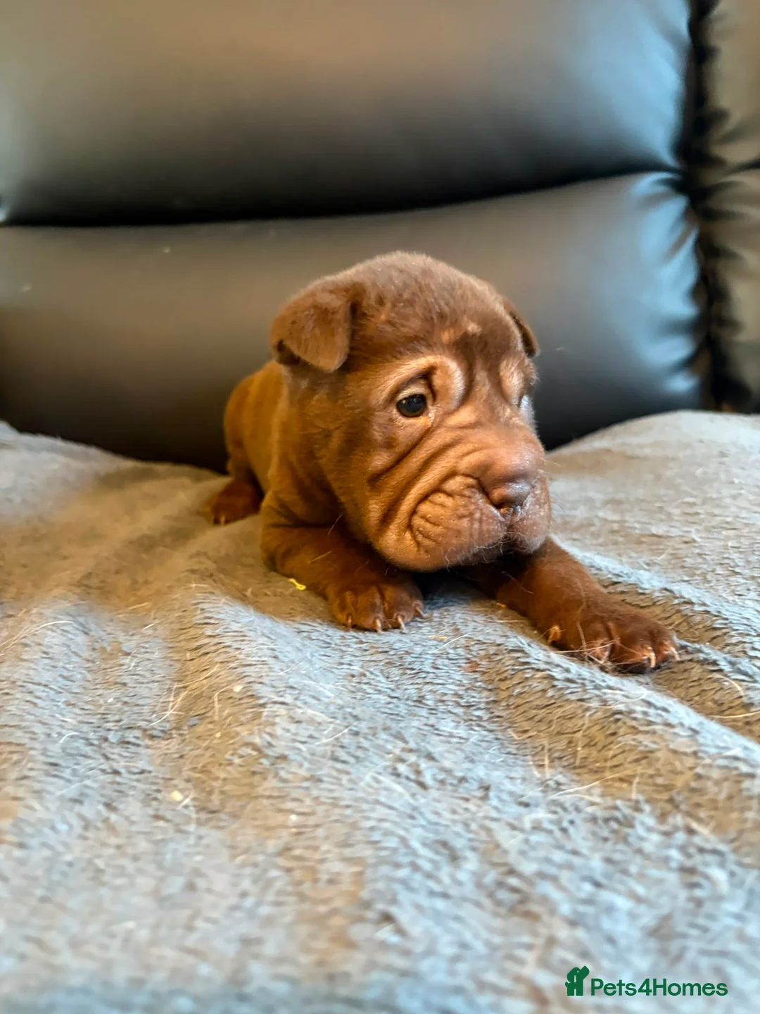 Shar Pei dogs for sale: Ready to leave now! Beautiful KC registered  - Advert 2
