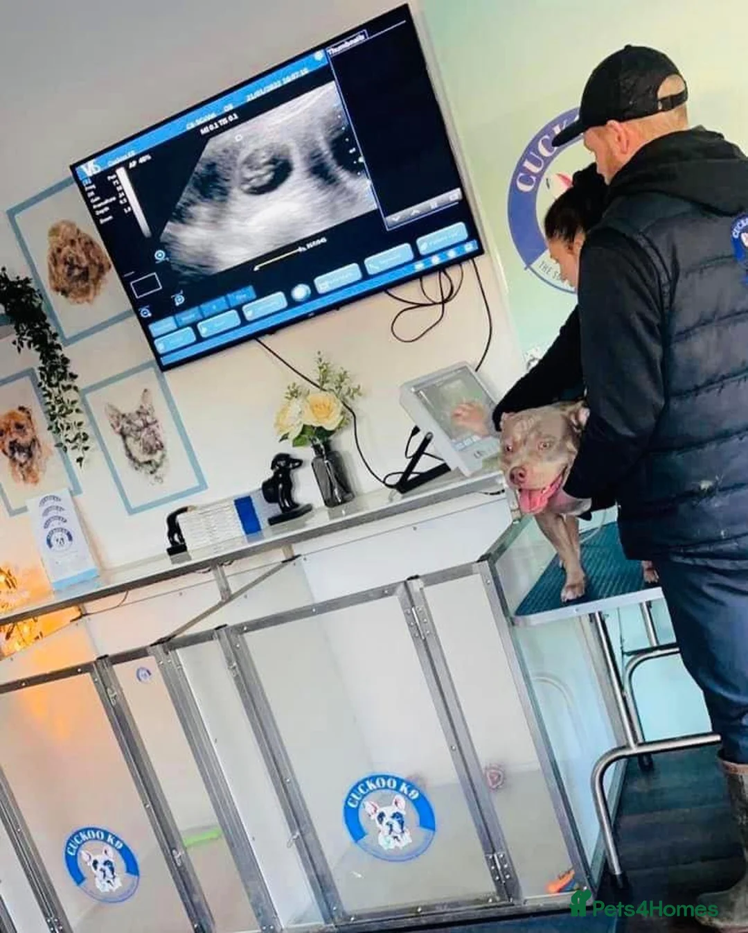 Cocker Spaniel dogs for stud: George - Professional Stud Service  in Eastleigh - Advert 10