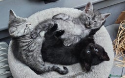 Maine Coon cats for sale: Maine coon cross kittens  - Advert 14