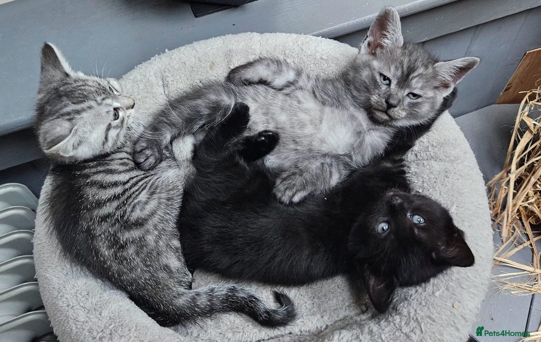 Maine Coon cats for sale: Maine coon cross kittens  - Advert 14