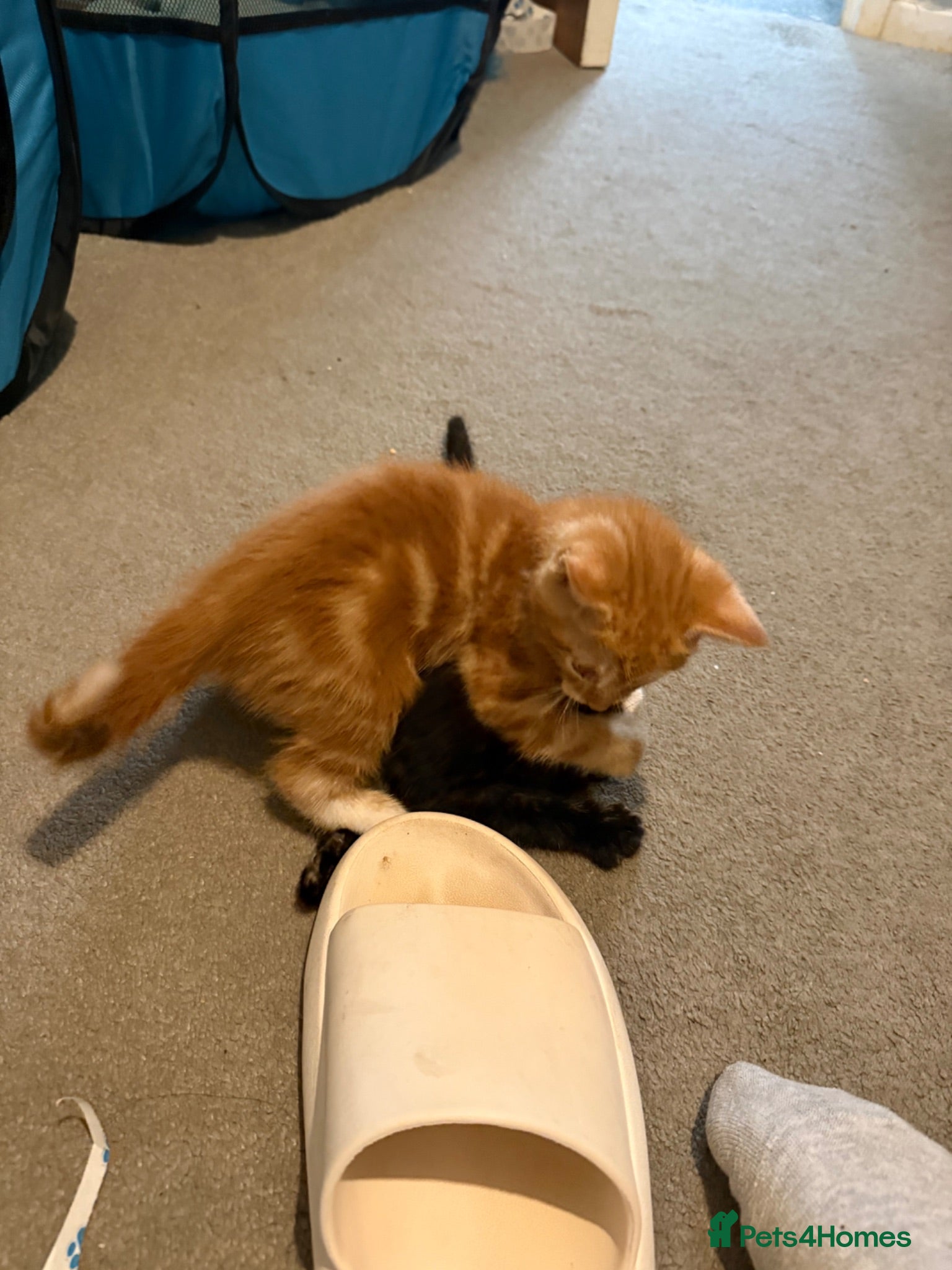 Mixed Breed cats Beautiful ginger kittens for SALE - Advert 1